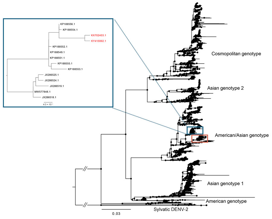 Global maximum-likelihood phylogeny of DENV-2 genotypes for all DENV-2 isolates available in GenBank inferred using IQ-TREE version 2.3.2 (http://www.iqtree.org). Haiti sequences cluster in 2 distinct clades (in boxes). Inset shows location of Haiti clade 1 strains KY415992, isolated in 2014, and Haiti strain KX702403, collected in 2016 (red text). Branch lengths reflect genetic distances. Black circles at each node shows strong statistical support based on ultrafast posterior probability bootstrap support (>90%). Scale bar represents nucleotide substitutions per site. DENV, dengue virus. 