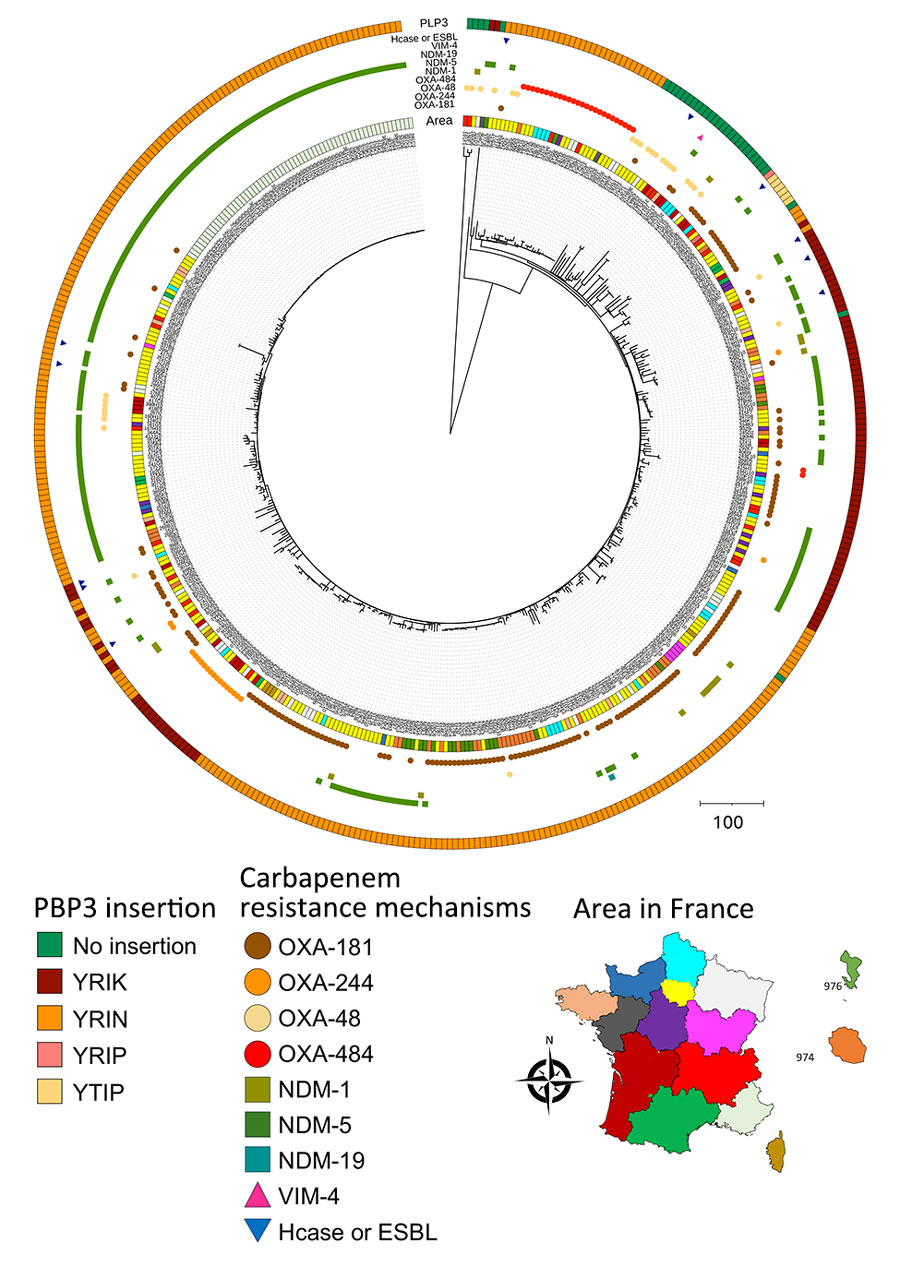 Phylogenetic tree and location of carbapenem-resistant Escherichia coli sequence type (ST) 410 isolates received at the French National Reference Center for Carbapenem-Resistant Enterobacterales, France, 2012–2023. Carbapenemases are classified into 3 of the 4 Ambler classes: class A (mainly Klebsiella pneumoniae carbapenemase); class B or metallo-β-lactamases (predominantly NDM, VIM, or imipenemase types); and class D, primarily OXA-48–like types, including OXA-484 producers. Carbapenemase types are detailed and OXA-484 producers are indicated. ST410 strains are distinguished by whether there are amino acid insertions (YRIK, YRIN, YRIP, or YTIP motifs) in PBP3. We conducted the single-nucleotide polymorphism analysis on a common genome representing 89.05% of the entire genome of the reference strain 303D1. Map shows locations where specific mechanisms were found. ESBL, extended-spectrum β-lactamase; Hcase, helicase; NDM, New Delhi metallo-β-lactamase; OXA, oxacillinase; PBP3, penicillin-binding protein 3; VIM, Verona integron-encoded metallo-β-lactamase.