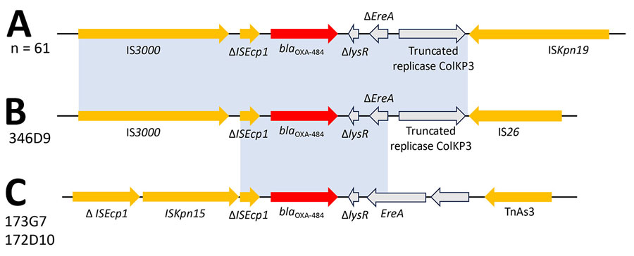 Genetic environments of blaOXA-484 genes for 64 strains included in a study of oxacillinase-484–producing isolates received at the French National Reference Center for Carbapenem-Resistant Enterobacterales, France, 2012–2023. A) All strains; B) strain 346D9; C) strains 173G7 and 172D10. The blaOXA-484 genes are shown in red, mobile elements are in yellow, and other genes in gray. The sequence homologies represented in light blue show an identity of >99.95%.