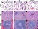 Histopathologic findings after experimental LLOV exposure in ferrets. Ferret tissues showed no abnormalities after LLOV exposure at 21 days postinfection. A–C) Lung tissue; D–F) liver tissue; G–I) spleen tissue. Hematoxylin and eosin staining; original magnification ×​200. Ferrets were inoculated through IM, IN, or aerosol (n = 6/group) routes with 1,000 focus-forming units of LLOV. IM, intramuscular; IN, intranasal; LLOV, Lloviu virus.