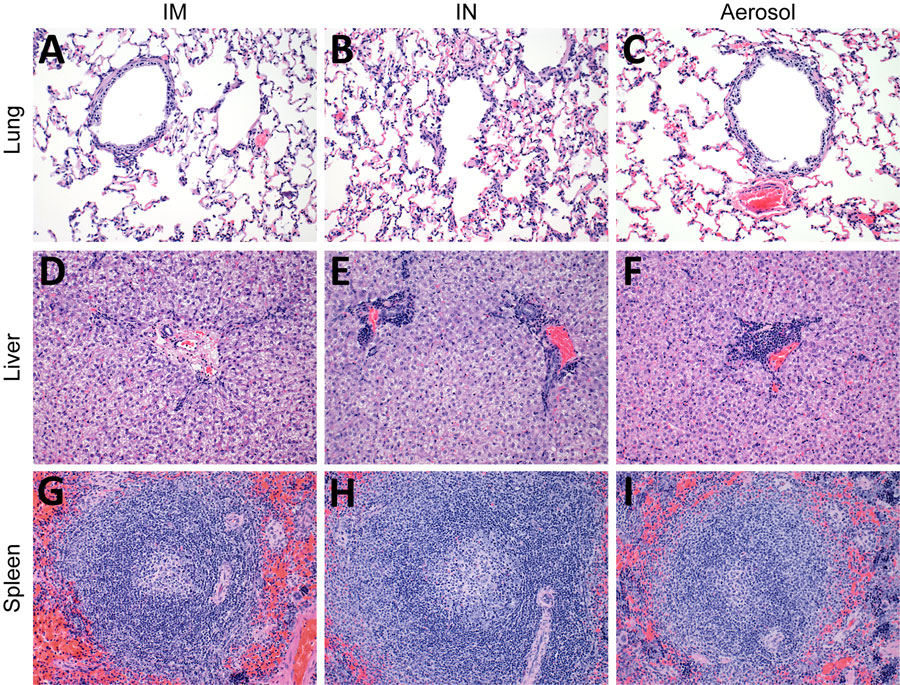 Histopathologic findings after experimental LLOV exposure in ferrets. Ferret tissues showed no abnormalities after LLOV exposure at 21 days postinfection. A–C) Lung tissue; D–F) liver tissue; G–I) spleen tissue. Hematoxylin and eosin staining; original magnification ×​200. Ferrets were inoculated through IM, IN, or aerosol (n = 6/group) routes with 1,000 focus-forming units of LLOV. IM, intramuscular; IN, intranasal; LLOV, Lloviu virus.