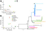 Genetic differentiation between 3 Blastomyces dermatitidis from India and other dimorphic fungi. A) PC analyses showing the 3 isolates from India (light blue) clustering with B. dermatitidis (dark blue) in PC 1 and PC2. The broken stick model (inset) demonstrates the first 3 PCs are significant. B) PC analyses showing the 3 isolates from India (light blue) clustering with B. dermatitidis (dark blue) in PC 32 and PC 3. C) Rooted phylogram for autochthonous B. dermatitidis isolates from India and the genetic relationships with other Blastomyces fungi. A maximum-likelihood tree derived from genomewide concatenated markers using the B. dermatitidis reference genome suggests a close phylogenetic relationship between B. dermatitidis and the 3 isolates from India. The star shows the node leading to the B. dermatitidis lineage from India. Scale bar represents the number of substitutions per site. PC, principal component.