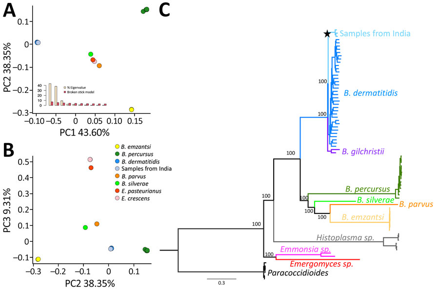 Genetic differentiation between 3 Blastomyces dermatitidis from India and other dimorphic fungi. A) PC analyses showing the 3 isolates from India (light blue) clustering with B. dermatitidis (dark blue) in PC 1 and PC2. The broken stick model (inset) demonstrates the first 3 PCs are significant. B) PC analyses showing the 3 isolates from India (light blue) clustering with B. dermatitidis (dark blue) in PC 32 and PC 3. C) Rooted phylogram for autochthonous B. dermatitidis isolates from India and the genetic relationships with other Blastomyces fungi. A maximum-likelihood tree derived from genomewide concatenated markers using the B. dermatitidis reference genome suggests a close phylogenetic relationship between B. dermatitidis and the 3 isolates from India. The star shows the node leading to the B. dermatitidis lineage from India. Scale bar represents the number of substitutions per site. PC, principal component.