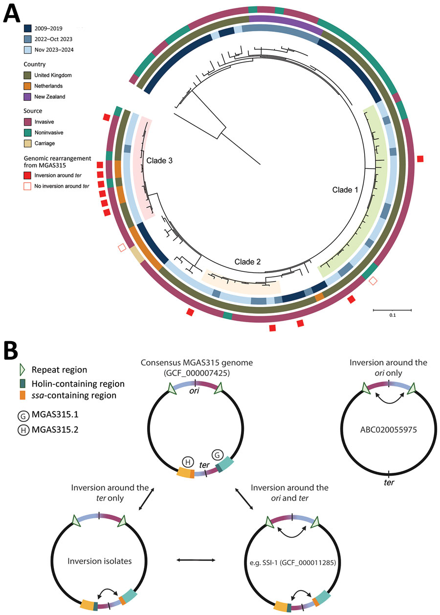 Genetic information about emm3.93 Streptococcus pyogenes isolates collected in the Netherlands and England, February 1, 2023–March 31, 2024, and reference isolates. A) Maximum-likelihood phylogenetic tree of 114 parsimony informative sites and 255 distinct site patterns from the core genome single-nucleotide polymorphism alignment of 104 emm3.93 isolates from the Netherlands, England, and New Zealand (2009–2024), compared with MGAS315 reference genome (RefSeq accession no. GCF_000007425). The tree was rooted on MGAS315, and colored rings outside the tree represent year of isolation, country, source, and presence of genomic inversion around the ter. Scale bar represents substitutions per site. B) Schematic of the 4 genomic conformations detected in the emm3 lineage. When compared with the consensus reference genome of strain MGAS315, an inversion around both the ori and ter, or around the ter alone (as detected in 11/12 surge isolates) is observed. Genome ABC020055975 indicates a strain lacking prophages MGAS315.1 and MGAS315.2 but with a detected inversion around the ori. G, MGAS315.1; H, MGAS315.2.