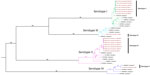 Maximum-likelihood phylogenetic tree with bootstrap values to assign specific genotypes in study of cocirculation of 4 dengue virus serotypes, Putumayo Amazon Basin, 2023–2024. Putumayo samples are shown in red.