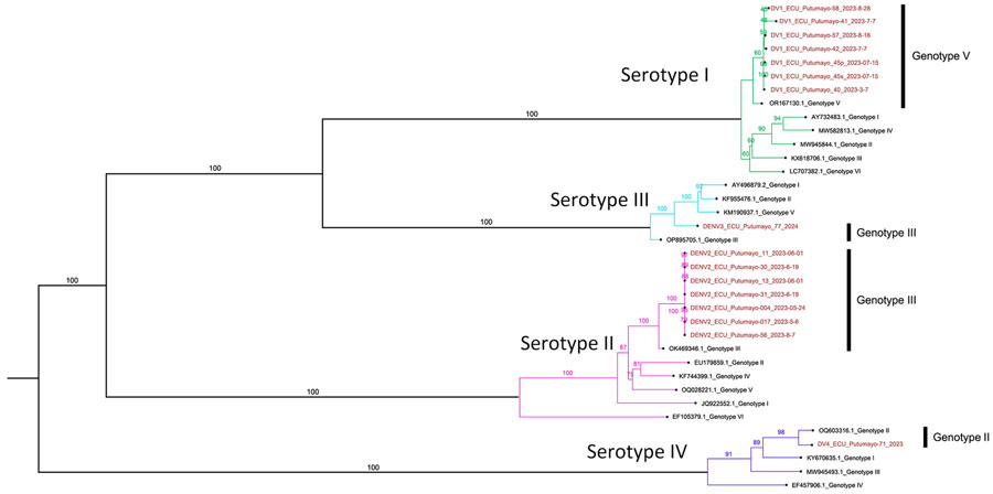 Maximum-likelihood phylogenetic tree with bootstrap values to assign specific genotypes in study of cocirculation of 4 dengue virus serotypes, Putumayo Amazon Basin, 2023–2024. Putumayo samples are shown in red.