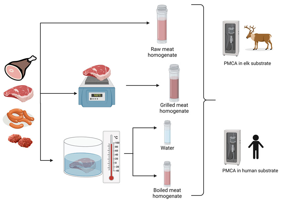 Flowchart of experimental strategy to detect chronic wasting disease prions in raw, processed, and cooked elk meat. We sampled ham, boneless steak, sausage, and hamburger meat from an elk that tested positive for chronic wasting disease. We homogenized raw meat samples and samples of meat cooking by grilling or boiling. We then tested homogenates of raw and cooked meat and the remnant water used in the boiling procedure by PMCA using elk and human substrates. PMCA, protein misfolding cyclic amplification.