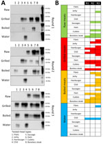 Western blot of PMCA used for detection of chronic wasting disease prions in raw, processed, and cooked elk meat. A) Representative PMCA data of the different samples tested. The panels depict the results obtained in 3 PMCA rounds of 1 of the replicates conducted in this analysis. All samples were treated with proteinase K, except for PrPC that was used as a control for antibody activity and electrophoretic mobility. Numbers at the right depict molecular weight markers. B) Summary of the PMCA detection data in both replicates for raw, grilled, and boiled meats and for the water used in the boiling process. PMCA, protein misfolding cyclic amplification; PrPC, cellular prion protein; R, round.