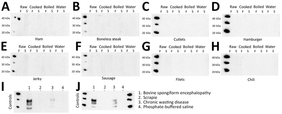 Western blot of PMCA to evaluate zoonotic potential of CWD-containing meats in a study of chronic wasting disease prions in raw, processed, and cooked elk meat. A) Ham; B) boneless steak; C) cutlets; D) hamburger; E) jerky; F) sausage; G) filets; H) chili meat; I) positive control; J) negative control. We evaluated raw, processed, and cooked meat from a CWD-positive elk for the ability to misfold the human prion protein in a single PMCA round. All samples were treated with proteinase K. The analysis depicts samples frozen before PMCA, or sonicated and submitted to PMCA. PBS and scrapie prions were used as negative controls for human PMCA reactions, and BSE and an elk CWD isolates were used as positive controls. Numbers at the left depict molecular weight markers. BSE, bovine spongiform encephalopathy; CWD, chronic wasting disease; F, frozen; PBS, phosphate-buffered saline; PMCA, protein misfolding cyclic amplification; S, sonicated.