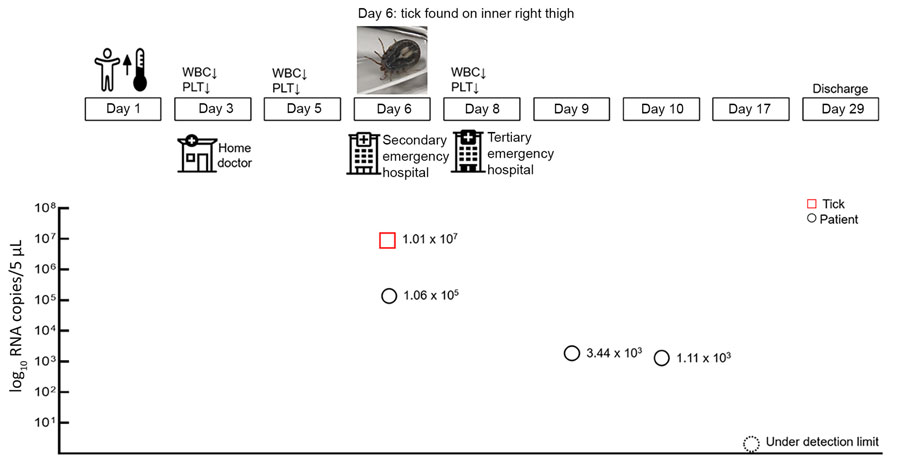 Timeline of SFTSV progression in a human patient in Japan and photograph of Haemaphysalis aborensis tick collected from the patient. WBC, white blood cells (leukocytes); PLT, platelets; SFTSV, severe fever with thrombocytopenia syndrome virus. 