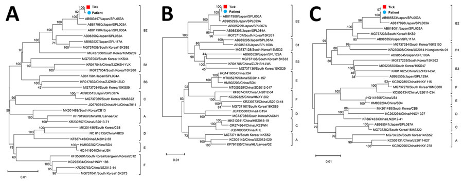 Phylogenetic trees based on the coding sequence of the SFTSV segments from a human patient in Japan and a Haemaphysalis aborensis tick collected from the patient. A) Large segment; B) medium segment; C) small segment. Blue circles indicate patient-derived SFTSV strains and red squares tick-derived strains from this study. Labels at right of each tree represent SFTSV genotypes A‒F. We derived the phylogenetic trees using the maximum-likelihood method and general time-reversible model and ran 1,000 bootstrap replicates using MEGA 11.0.13 (https://www.megasoftware.net). Scale bars indicate the number of base differences per site. SFTSV, severe fever with thrombocytopenia syndrome virus.