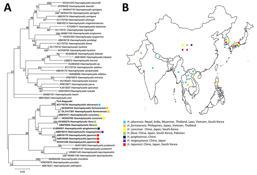 Phylogenetic tree (A) and geographic distribution (B) of 36 tick species from the genus Haemaphysalis. Bold indicates tick sequences analyzed in this study; Tick-Nagasaki indicates tick collected from a human patient in Japan who had severe fever with thrombocytopenia syndrome virus. Colors indicate locations where ticks have been found. We used 49 16S rRNA sequences to construct the maximum-likelihood tree based on 1,000 replicates in MEGA 11.0.13 (https://www.megasoftware.net). Bootstrap values are indicated next to the branches. Scale bar indicates nucleotide substitutions per site. 