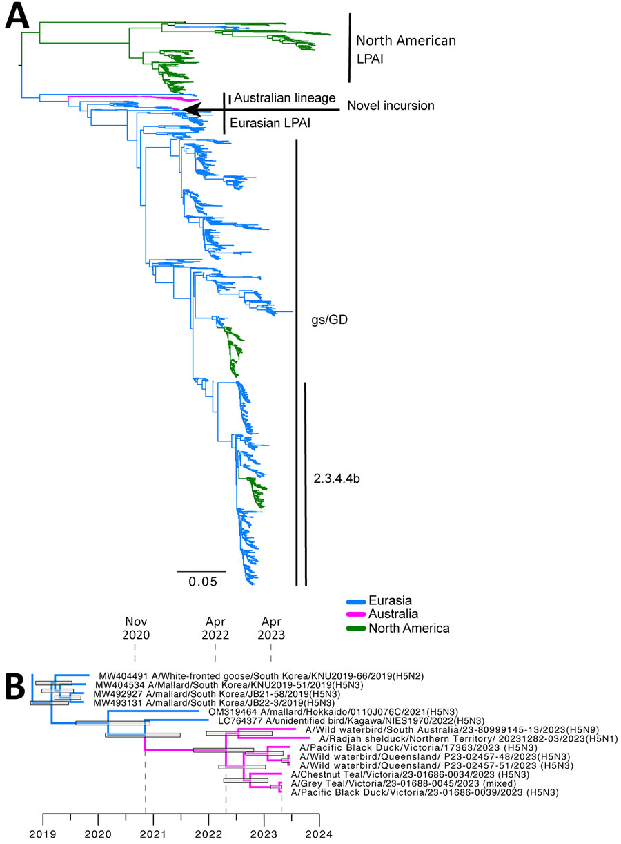 Phylogenetic analysis of Eurasian lineage LPAI H5 virus detected in Australia, 2023. A) Maximum-likelihood phylogenetic tree of all H5 sequences from Asia, North America, and Oceania since 2010. Major clades have been highlighted. The arrow indicates the novel lineage detection in Australia. The tree has been rooted between the North American and Eurasian lineages. Scale bar indicates number of substitutions per site. B) Cropped time-structured phylogenetic tree. Dashed lines indicate the date of divergence from GenBank reference sequences, the most recent common ancestor of all Australian sequences, and the date of first detection. Node bars comprise the 95% highest posterior density. Scale bar is time in years. gs/GD, goose/Guangdong lineage of highly pathogenic avian influenza A(H5N1); LPAI, low pathogenicity avian influenza.