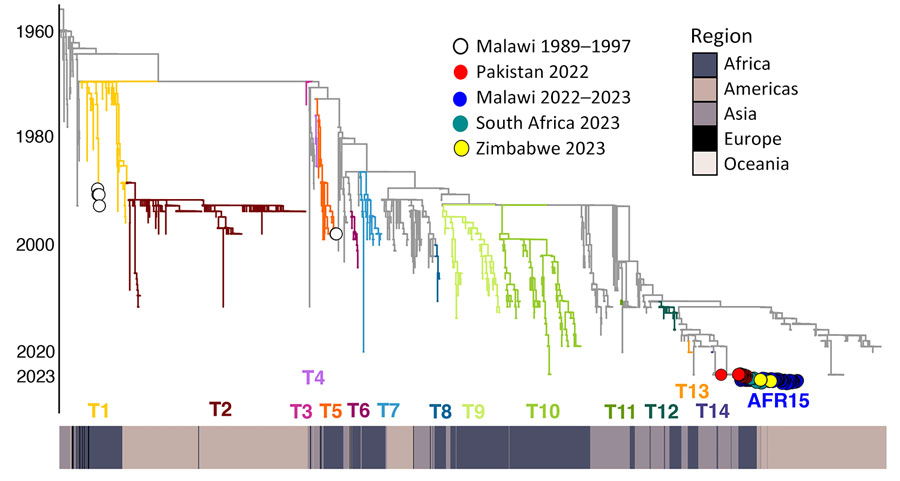 Phylogenetic history of cholera outbreaks within Malawi shown as part of a time-scaled maximum likelihood global phylogeny of 2,778 cholera genomes. Clade branches are colored by the previous 12 introduction events involving Africa (T1–T14 and AFR15) as described by Weill et al. (9). We denote the clade containing the genomes from the 2022–2023 outbreaks in Malawi, South Africa, and Zimbabwe as the AFR15 lineage. Heat map below the tree shows continent of sample origin.