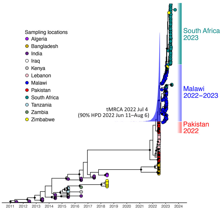 Maximum clade credibility phylogeny depicting the clade containing genomes from the 2022–2023 outbreak in Malawi (n = 89, sampled December 10, 2022–February 2023) with a basal clade of genomes sequenced from Pakistan in 2022. tMRCA estimate is shown. The blue curve shows posterior distribution of tMRCA. Black diamonds at nodes indicate posterior probability >0.9. HPD, highest posterior density; tMRCA, time to most recent common ancestor.