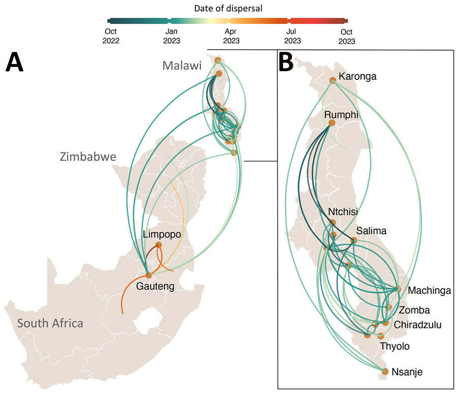 Spatiotemporal reconstruction of the spread of cholera in Malawi, South Africa, and Zimbabwe (A) and within Malawi (B) during the 2022–2023 outbreak. Circles represent nodes of the maximum likelihood phylogeny, and curved lines denote the links between nodes. Line colors indicates inferred time of occurrence. Directionality of spread is counterclockwise along each curve.