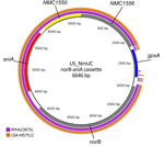 BLAST Ring Image Generator (BRIG) analysis of Neisseria meningitidis serogroup Y ST1466 showing sequence from Australia (RPAH23R75L) and sequence provided by the US Centers for Disease Control and Prevention (USA-M57512) relative to the US_NmUC clone across the norB-aniA cassette. The locations of 5 genes are shown in the innermost ring. The middle ring depicts alignment for the Australia isolate and the outer for the US isolate.