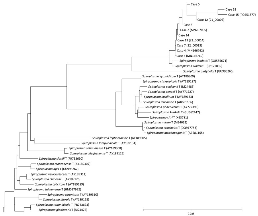 Neighbor-joining unrooted tree based on rrs gene sequences recovered from a multicenter retrospective study of Spiroplasma ixodetis infantile cataract in 8 countries in Europe. The study included a total of 18 children and 28 eyes. Numbers in parentheses are GenBank accession numbers. Scale bar represents substitutions per nucleotide position.