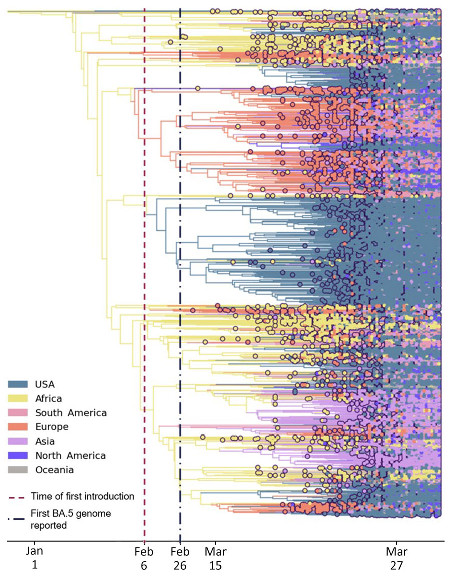 Time-scaled phylogeographic analysis of SARS-CoV-2 Omicron BA.5 sequences in the United States during January–June 2022. Analysis of BA.5 emergence was conducted by using 18,529 sequences collected globally and in the United States. Purple dotted line indicates the inferred date of the first introduction. The blue dotted line indicates the first sample of BA.5 sequenced in the United States. Colors indicate origin of the BA.5 variant.