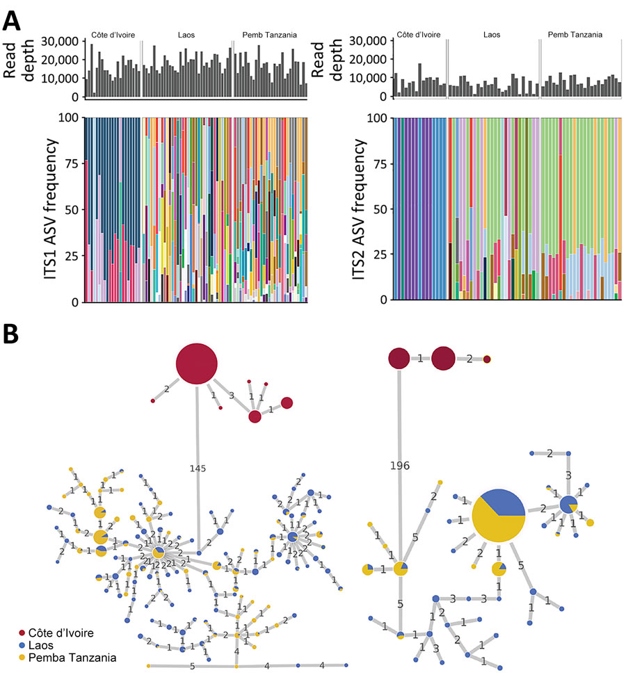 Frequencies and haplotype networks for ASVs of Trichuris spp. ITS1 and ITS2 in study of novel Trichuris incognita identified in patient fecal samples from Côte d’Ivoire and reference sequences. A) Histograms indicate the sequencing read depths and bar plots indicate the relative frequencies of ASVs generated by amplicon sequencing of Trichuris ITS1 (left) and ITS2 (right) loci from samples collected in Côte d’Ivoire, Laos, and Pemba Island, Tanzania. Colored bars indicate similarities or differences in ASV frequencies between the 3 geographic regions. B) Statistical parsimony haplotype networks of ASVs for Trichuris ITS1 and ITS2 loci generated by amplicon sequencing of fecal samples from patients in Côte d’Ivoire, Laos, and Pemba Island, Tanzania. Colored circles indicate the region and size of each circle indicates the ASV frequency. Numbers on connecting lines indicate the number of nucleotide differences between adjacent haplotypes. ASV, amplicon sequencing variant; ITS, internal transcribed spacer.