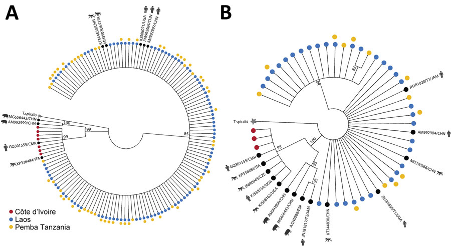 Phylogenetic analysis of ITS1 and ITS2 rRNA ASVs in study of novel Trichuris incognita identified in patient fecal samples from Côte d’Ivoire. Maximum-likelihood method was used to construct trees for Trichuris ITS1 (A) and ITS2 (B) ASVs from Côte d’Ivoire, Laos, and Pemba Island, Tanzania, as well as additional Trichuris reference sequences from pigs, humans, and nonhuman primates in GenBank. Trees were generated by amplicon sequencing of fecal sample DNA from patients in Côte d’Ivoire, Laos, and Pemba Island, Tanzania. After generating the clusters, trees were transformed into cladograms for visualization. Trichinella spiralis (GenBank accession no. KC006432) was used as the outgroup. Each tip of the tree is an ASV or a sequence from GenBank. Colors indicate the 3 regions. Black circles indicate GenBank sequences. Kimura 80 model for ITS-1 and general time reversible model for ITS-1 were chosen as the best nucleotide substitution models. Models were chosen by using jModeltest version 2.1.10 (https://github.com/ddarriba/jmodeltest2). Trees were constructed by using PhyML v3.3 (https://github.com/stephaneguindon/phyml) with 100 bootstrap replicates. Trees were condensed by using MEGA version 11 (https://www.megasoftware.net) to only display branches with consensus support >80%. Trees not to scale. ASV, amplicon sequencing variant; ITS, internal transcribed spacer.