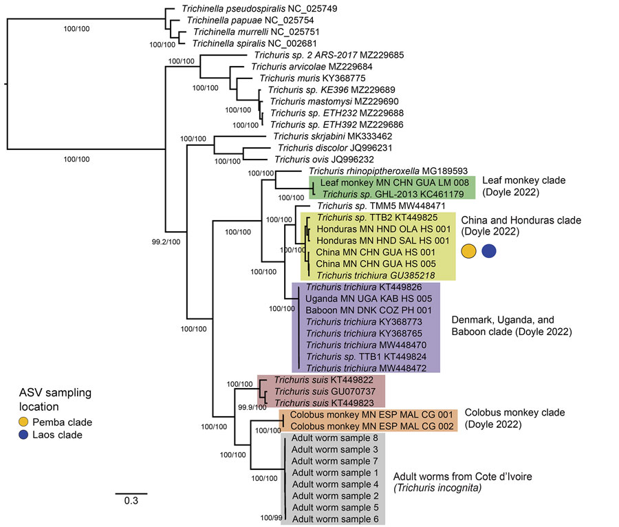 Phylogenetic analysis of Trichuris spp. from complete mitochondrial genome sequences in study of novel Trichuris incognita identified in patient fecal samples from Côte d’Ivoire. Tree was reconstructed by using the maximum-likelihood method for 12 mitochondrial protein coding genes from Trichuris spp. compared with sequences from GenBank. Tree was constructed by using IQ-TREE; alignments were made for the 12 protein coding genes from 45 mitochondrial genomes, including 8 T. incognita sequences obtained from an expulsion study of patients in Côte d’Ivoire (M.A. Bär et al., unpub. data, https://doi.org/10.1101/2024.06.11.598441). Ultrafast bootstrap/Shimodaira-Hasegawa–like branch support values >95/95 are indicated on branches. Color-shaded boxes indicate clades previously identified in the literature. Yellow (Pemba Island) and blue (Laos) colored circles indicate where the clades mapped according to cox-1, nad-1, and nad-4 mitochondrial ASVs. Scale bar indicates nucleotide substitutions per site. ASV, amplicon sequencing variant.