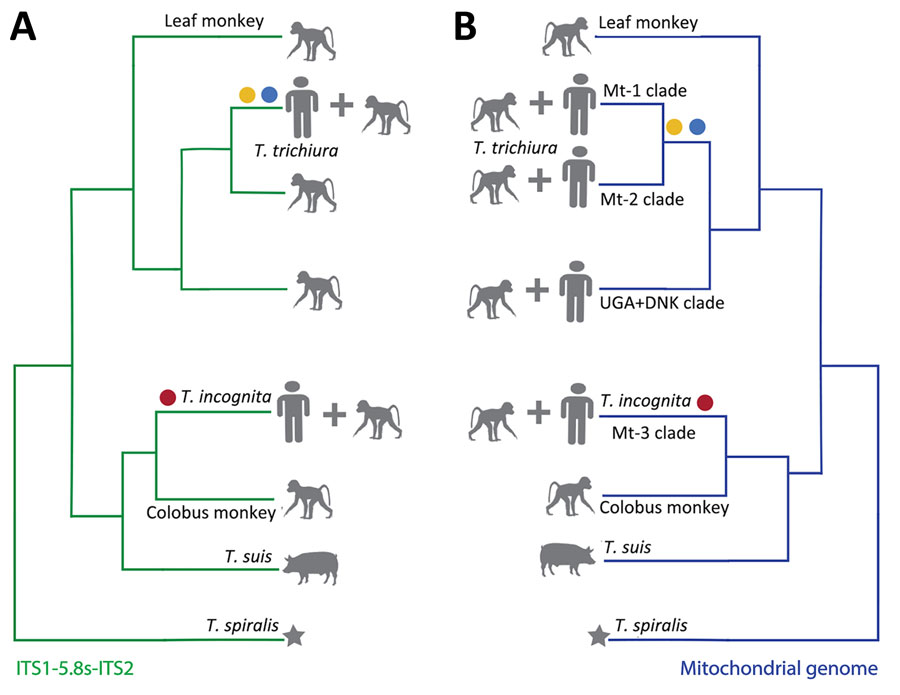 Schematic of phylogenetic relationships of Trichuris spp. infecting humans and nonhuman primates adapted from previously published studies. Relationships are indicated for the ribosomal ITS1-5.8S-ITS2 region (A) and the mitochondrial genome (B). Two major clades of Trichuris in the ribosomal DNA and mitochondrial DNA phylogenies infected both humans and nonhuman primates. Yellow circle indicates T. trichiura from Pemba Island, blue indicates T. trichiura from Laos, and red circle indicates T. incognita from Côte d’Ivoire. Pig-derived T. suis is also included in the tree as a reference. Star indicates Trichinella spiralis, used as an outgroup.