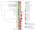 Midpoint-rooted, time-scaled phylogenetic tree of RSV-A whole-genome sequences, Minnesota, USA, October 2023–January 2024. Tree was generated using Interactive Tree of Life (https://itol.embl.de) software. Column annotations denote (from left to right) month of specimen collection, whole-genome lineage classification, documentation of the infected case in the RSV-NET surveillance database for RSV-associated hospitalizations, and administration of nirsevimab before infection as documented in RSV-NET. Scale bar indicates estimated substitution rate calculated from inputs of time and phylogenetic distance. RSV, respiratory syncytial virus; RSV-NET, Respiratory Syncytial Virus Hospitalization Surveillance Network.