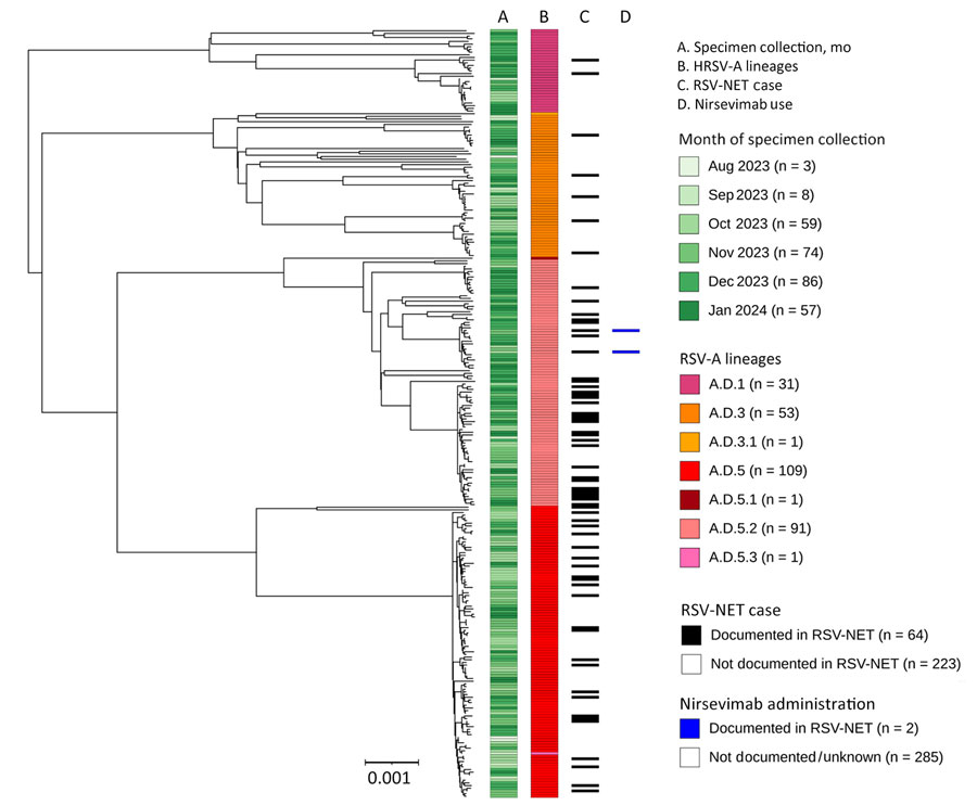 Midpoint-rooted, time-scaled phylogenetic tree of RSV-A whole-genome sequences, Minnesota, USA, October 2023–January 2024. Tree was generated using Interactive Tree of Life (https://itol.embl.de) software. Column annotations denote (from left to right) month of specimen collection, whole-genome lineage classification, documentation of the infected case in the RSV-NET surveillance database for RSV-associated hospitalizations, and administration of nirsevimab before infection as documented in RSV-NET. Scale bar indicates estimated substitution rate calculated from inputs of time and phylogenetic distance. RSV, respiratory syncytial virus; RSV-NET, Respiratory Syncytial Virus Hospitalization Surveillance Network.