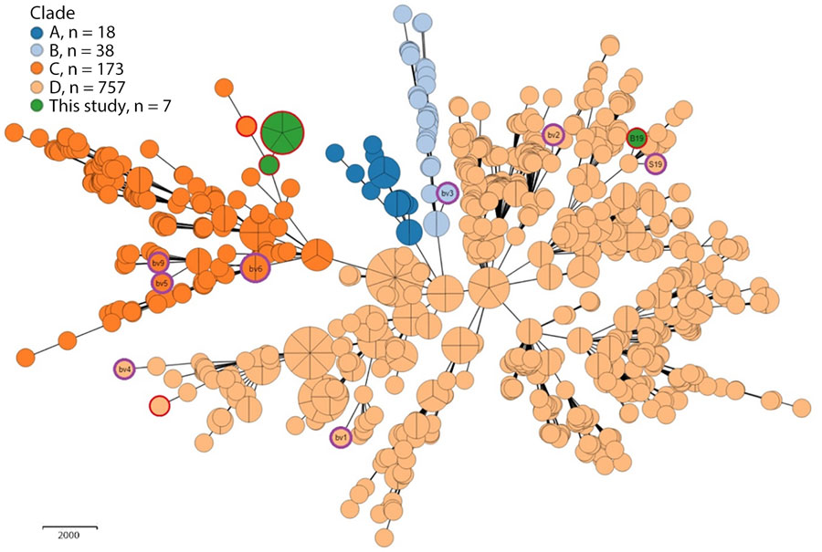 Minimum-spanning tree 7 study isolates and 986 public genomes in study of reemergence of Brucella abortus, Israel, 2021. Tree shows core-genome multilocus sequence typing analysis of 7 study isolates of B. abortus (5 bovine isolates, 1 clinical human isolate and 1 B19 vaccine strain) and 986 public genomes (Appendix 1 Table 3, using an ad hoc scheme of 2,460 loci (at 95% genome presence threshold). Genomes are color-coded by assigned clade (6). Purple outer rings indicate B. abortus reference genomes (7 biovars and S19 vaccine strain); red outer rinds indicate Isolates from Israel (7 study isolates, 2 public genomes). Node size is proportional to the number of genomes. 