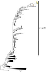 Phylogenetic analysis of Middle East respiratory syndrome coronavirus (MERS-CoV) clades and sample distribution in study of ongoing evolution of virus, Saudi Arabia, 2023–2024. Tree was constructed by using the maximum-likelihood method. Black circles indicate 620 complete MERS-CoV genomes sampled until 2019; colored circles indicate 41 MERS-CoV genomes sequenced in this study. Blue circles indicate B5-2023.1, orange circles B5-2023.2, green circles B5-2023.3, yellow circles B5-2023.4, and magenta B5-2023.5 sublineages. Black triangles indicate collapsed clades A, C, B1–B4, and B7. Scale bar indicates nucleotide substitutions per site.