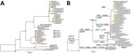 Phylogenetic analyses of Middle East respiratory syndrome coronavirus (MERS-CoV) clade B5-2023 sequences from Saudi Arabia, 2023–2024. Trees were constructed using the maximum-likelihood method. Black circle indicates each tree is rooted with MERS-CoV B5 lineage sequence from 2019 (GenBank accession no. OL622036.1); numbers on nodes indicate bootstrap support. Colored circles indicate B5-2023.1–5 subclades. A) Phylogenetic tree of complete MERS-CoV B5-2023 genomes. B) Phylogenetic tree of spike sequences of MERS-CoV B5-2023 genomes. Amino acid substitutions in the spike protein relative to that of OL622036.1 are indicated on the branches except for substitutions T387P and I743S, which are unique to OL622036.1. The reversion of the R1179–I1180 deletion and V1181I substitution in Al Duwadimi/P6–25 is most likely caused by a recombination event (Appendix 1 Figure 2, panel G). Scale bars indicate nucleotide substitutions per site.