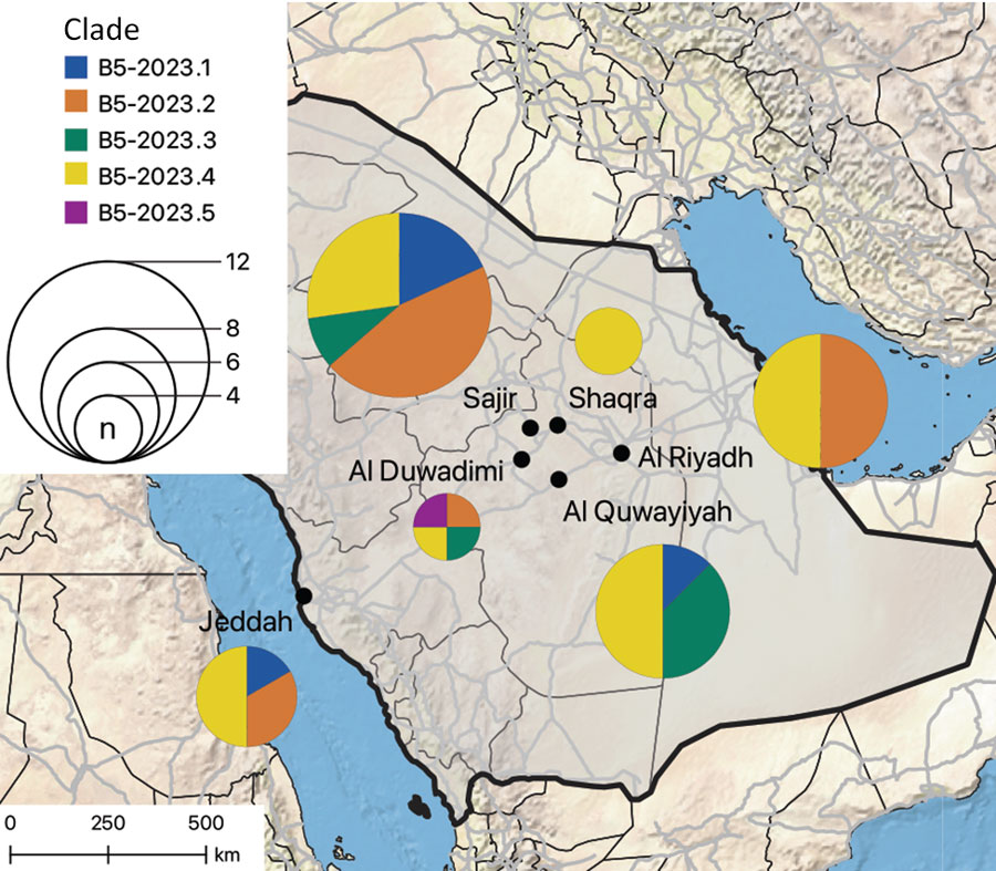 Spatial distribution of B5-2023.1–5 subclades in study of ongoing evolution of Middle East respiratory syndrome coronavirus, Saudi Arabia, 2023–2024. Pie charts show the number of sequences from each subclade found at each of the 6 sampling sites (indicated by black circles on the map) in Saudi Arabia; size of the pie chart corresponds to the number of sequences. Thin black lines indicate administrative regions; gray lines indicate roads. Map was generated by using QGIS v3.28 (https://www.qgis.org).