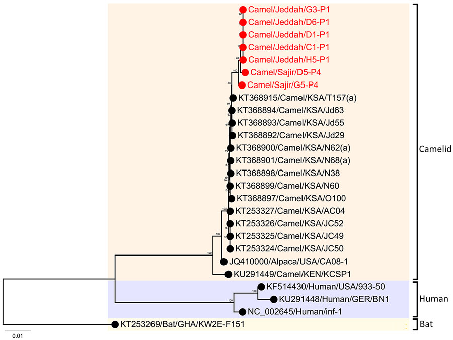 Phylogenetic analysis of 26 human coronavirus 229E-related coronavirus sequences in study of ongoing evolution of Middle East respiratory syndrome coronavirus, Saudi Arabia, 2023–2024. Tree was constructed by using the maximum-likelihood method. Red text indicates sequences from this study, 5 from Jeddah and 2 from Sajir. Numbers on nodes indicate bootstrap support. Tree was rooted with the bat sequence KT253269/Bat/GHA/KW2E-F151 (GenBank accession no. KT253269). Scale bar indicates nucleotide substitutions per site. GER, Germany; GHA, Ghana; KEN, Kenya; KSA, Kingdom of Saudi Arabia; USA, United States of America.