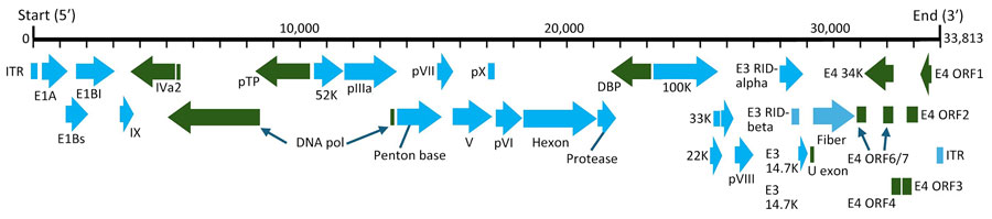 Genome organization of novel mastadenovirus infection causing pneumonia in imported black-and-white colobuses (Colobus guereza), Thailand. Thick black line indicates virus genome; gene length is also indicated. ITR sequences and putative viral genes are represented as rectangles or arrows, corresponding to the transcriptional direction. Within the rectangles or arrows, light blue color indicates 5′ to 3′ translational direction, and dark green indicates complementary translational direction. The virus, tentatively named colobus adenovirus, is available in GenBank (accession no. PP985428). DBP, DNA-binding protein; E, early region; ITR, inverted terminal repeat; ORF, open reading frame; RID, receptor internalization and degradation.