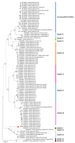 Phylogenetic analysis of complete genome sequence of novel mastadenovirus infection causing pneumonia in imported black-and-white colobuses (Colobus guereza), Thailand. Comparative analysis of the genome from this study, tentatively name colobus adenovirus (CoAdV), with various adenoviruses identified in nonhuman primates. Bootstrap values are shown at each node. Red triangle indicates the CoAdV CP001 TH/2023 identified in this study, and phylogenetic reveals this sequence groups with various SAdVs and HAdVs. GenBank accession numbers are provided. Scale bar indicates number of substitutions per site. HAdV, human adenovirus; SAdV, simian adenovirus.