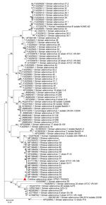 Phylogenetic analysis of amino acid sequences of DNApol gene of novel mastadenovirus infection causing pneumonia in imported black-and-white colobuses (Colobus guereza), Thailand. Comparative analysis of the genome from this study, tentatively name colobus adenovirus (CoAdV), with various adenoviruses identified in nonhuman primates. Bootstrap values are shown at each node. Red triangle indicates the CoAdV CP001 TH/2023 identified in this study. GenBank accession numbers are provided. Scale bar indicates the number of substitutions per site. AdV, adenovirus; BaAdV, baboon adenovirus.