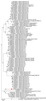 Phylogenetic analysis of amino acid sequences of IVa2 gene of novel mastadenovirus infection causing pneumonia in imported black-and-white colobuses (Colobus guereza), Thailand. Comparative analysis of the genome from this study, tentatively name colobus adenovirus (CoAdV), with various adenoviruses identified in nonhuman primates. Bootstrap values are shown at each node. Red triangle indicates the CoAdV CP001 TH/2023 identified in this study. GenBank accession numbers are provided. Scale bar indicates the number of substitutions per site. AdV, adenovirus; BaAdV, baboon adenovirus. 