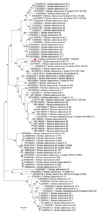 Phylogenetic analysis of amino acid sequences of fiber gene of novel mastadenovirus infection causing pneumonia in imported black-and-white colobuses (Colobus guereza), Thailand. Comparative analysis of the genome from this study, tentatively name colobus adenovirus (CoAdV), with various adenoviruses identified in nonhuman primates. Bootstrap values are shown at each node. Red triangle indicates the CoAdV CP001 TH/2023 identified in this study. GenBank accession numbers are provided. Scale bar indicates the number of substitutions per site. AdV, adenovirus; BaAdV, baboon adenovirus.