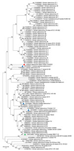 Phylogenetic analysis of amino acid sequences of hexon gene of novel mastadenovirus infection causing pneumonia in imported black-and-white colobuses (Colobus guereza), Thailand. Comparative analysis of the genome from this study, tentatively name colobus adenovirus (CoAdV), with various adenoviruses identified in nonhuman primates. Bootstrap values are shown at each node. Red triangle indicates the CoAdV CP001 TH/2023 identified in this study; blue triangles indicate AdVs previously identified in colobuses in Germany in 2011; green triangle indicates previously identified adenovirus isolated from macaques in Thailand. GenBank accession numbers are provided. Scale bar indicates the number of substitutions per site. AdV, adenovirus; BaAdV, baboon adenovirus.