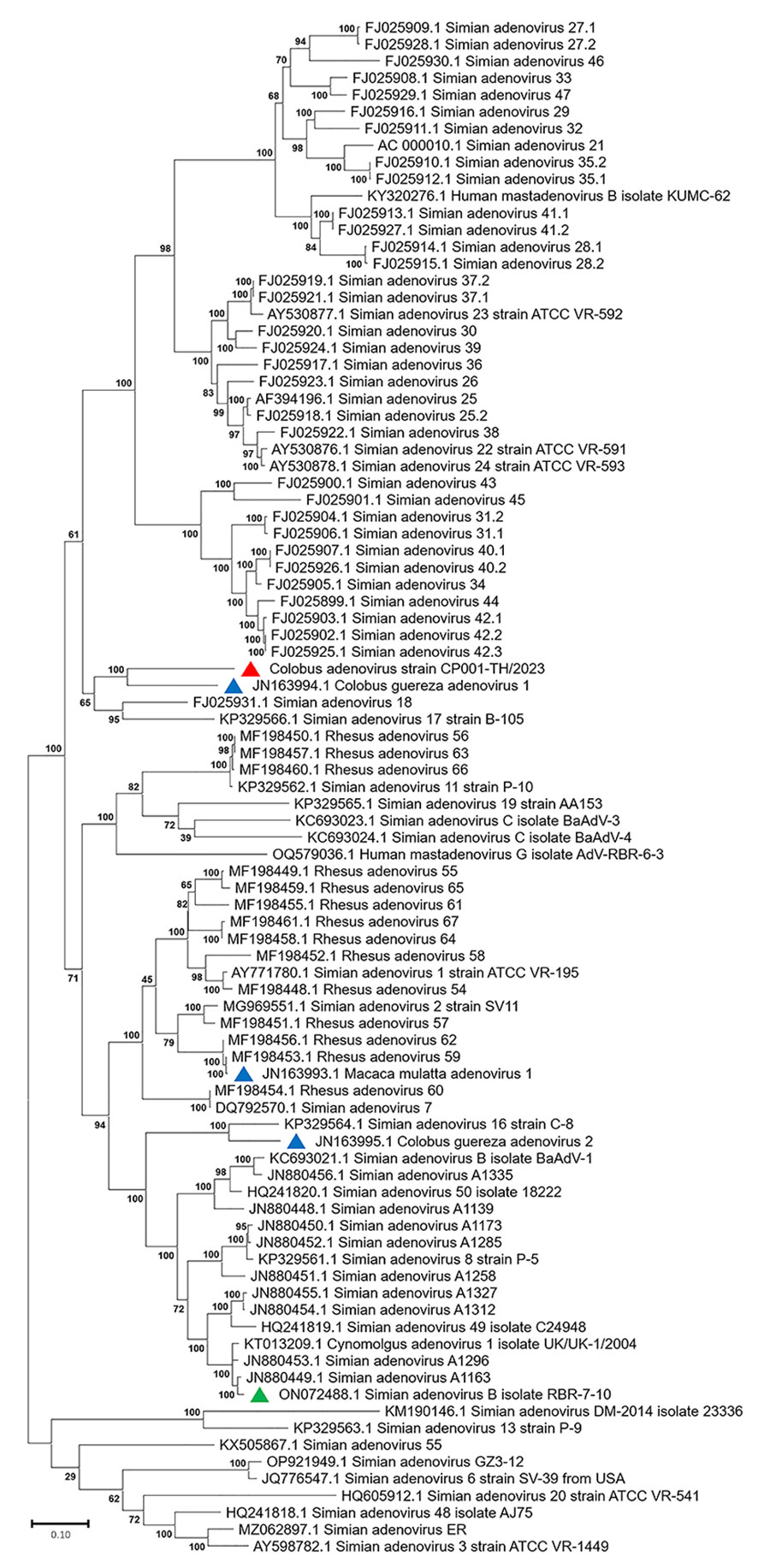 Phylogenetic analysis of amino acid sequences of hexon gene of novel mastadenovirus infection causing pneumonia in imported black-and-white colobuses (Colobus guereza), Thailand. Comparative analysis of the genome from this study, tentatively name colobus adenovirus (CoAdV), with various adenoviruses identified in nonhuman primates. Bootstrap values are shown at each node. Red triangle indicates the CoAdV CP001 TH/2023 identified in this study; blue triangles indicate AdVs previously identified in colobuses in Germany in 2011; green triangle indicates previously identified adenovirus isolated from macaques in Thailand. GenBank accession numbers are provided. Scale bar indicates the number of substitutions per site. AdV, adenovirus; BaAdV, baboon adenovirus.