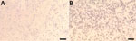 Vero cell isolation of novel mastadenovirus infection causing pneumonia in imported black-and-white colobuses (Colobus guereza), Thailand. Over 80% confluence of Vero cells were used for CoAdV isolation. A) Mock-infected cells. B) CoAdV-infected Vero cells at 5 days postinfection; clear cytopathic effects can be seen, characterized by cell rounding and detachment. Scale bars indicate 100 µm.