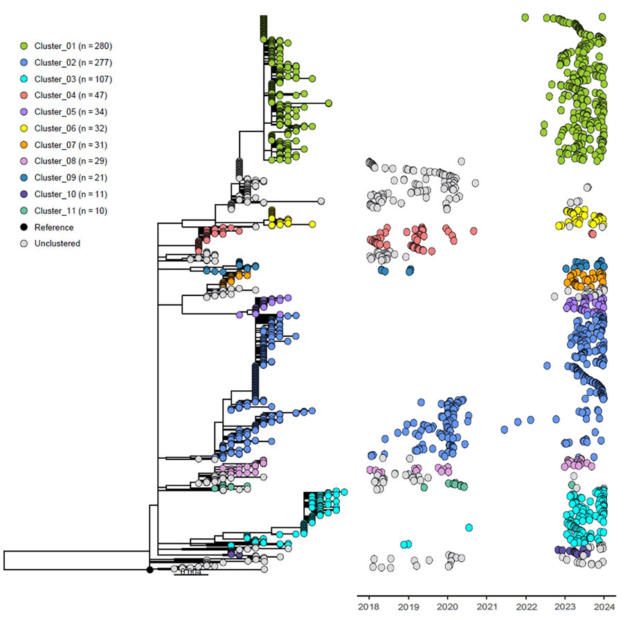 Maximum-likelihood core single-nucleotide variant phylogeny for 1,069 invasive group A Streptococcus M1UK lineage isolates collected in Canada, 2018–2023. Eleven large clusters are shown, each containing 10–280 isolates.