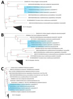 Inferred phylogenetic relationships between Bayou viruses from the United States and other New World orthohantaviruses. Trees were generated by maximum-likelihood using full-length large (A), medium (B), and small (C) segments. Major clades are collapsed and labeled. Trees are midpoint rooted with bootstrap support (n = 1,000 iterations) highlighted in red on each node. The Bayou virus clade is highlighted in blue. Stars indicate new sequences. Scale bars indicate nucleotide substitutions per site.