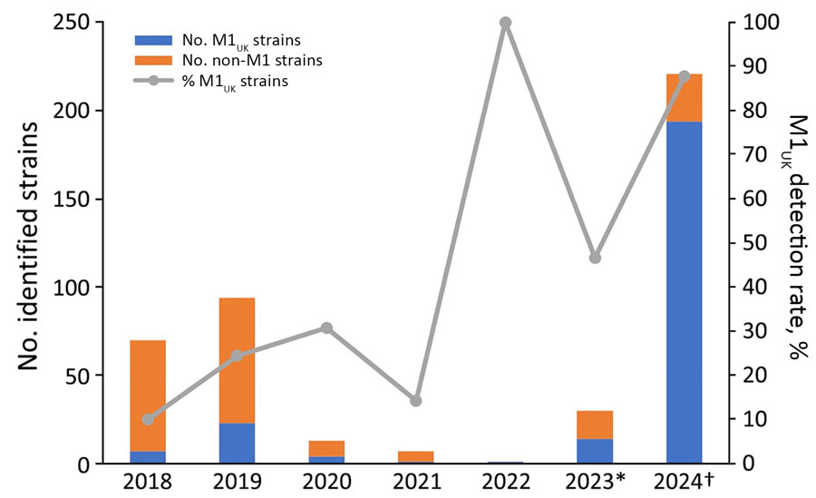 Prevalence of Streptococcus pyogenes M1 strains in study of emerging trends in streptococcal toxic shock syndrome, Japan. M1UK lineage within emm1 genotype strains detected in Japan during 2018–2024 is indicated. Detection rate of the M1UK lineage increased after COVID-19 quarantine measures were lifted in the 19th week of 2023 and was higher in 2024 than at corresponding periods in 2023. *Data for 2023 through November 30. †Data for 2024 data through June 19.