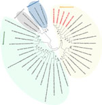 Phylogenetic analysis of SARS-CoV-2 and other coronaviruses in rats, Berlin, Germany, 2023. Partial sequences of the RNA-dependent RNA polymerase gene from coronaviruses isolated from rats in Berlin (red text) were compared with other coronavirus sequences obtained from GenBank. Background colors indicate viruses belonging to the same coronavirus genus. The maximum-likelihood tree was calculated by using MEGA X software (https://www.megasoftware.net). Statistical support for nodes was obtained by bootstrapping (1,000 replicates); only bootstrap values >50% are shown. GenBank accession numbers are provided. Tree not drawn to scale.