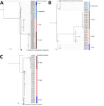 Phylogenetic analysis of genes from different Paracoccidioides spp. in study of lobomycosis in Amazon Region, Bolivia, 2022. Phylogenetic trees were inferred by using the maximum-likelihood method for ADP-rf (A), GP43 (B), and ITS1/ITS2 (C) genes. Sequences obtained from GenBank were compared with sequences from the patient sample (sequences deposited in European Nucleotide Archive [https://www.ebi.ac.uk/ena] under Bioproject no. PRJEB77911). Scale bars indicate nucleotide substitutions per site.