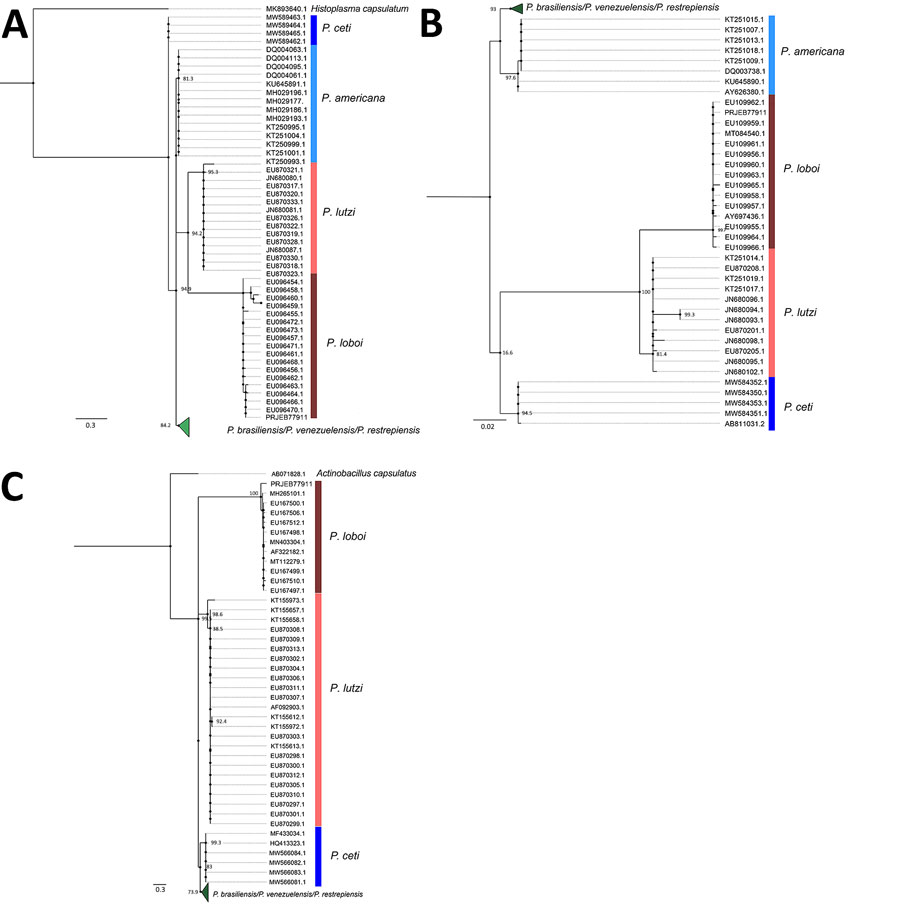 Phylogenetic analysis of genes from different Paracoccidioides spp. in study of lobomycosis in Amazon Region, Bolivia, 2022. Phylogenetic trees were inferred by using the maximum-likelihood method for ADP-rf (A), GP43 (B), and ITS1/ITS2 (C) genes. Sequences obtained from GenBank were compared with sequences from the patient sample (sequences deposited in European Nucleotide Archive [https://www.ebi.ac.uk/ena] under Bioproject no. PRJEB77911). Scale bars indicate nucleotide substitutions per site.