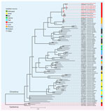 Phylogenetic tree of representative circoviruses and human circoviruses from study of human circovirus in patients with hepatitis, Hong Kong. Maximum-likelihood phylogenetic tree was inferred from a multiple sequence alignment of complete representative Circovirus genomes and a mixture of full-length and partial genome sequences from this study (red text) using IQ-TREE (16). Three representative species of Cyclovirus were used as an outgroup for rooting the tree. Branch supports were assessed using the Shimodaira-Hasegawa–like approximate likelihood ratio test with 10,000 bootstrap replicates. Branches with <80% support were collapsed. Scale bar indicates nucleotide substitutions per site.