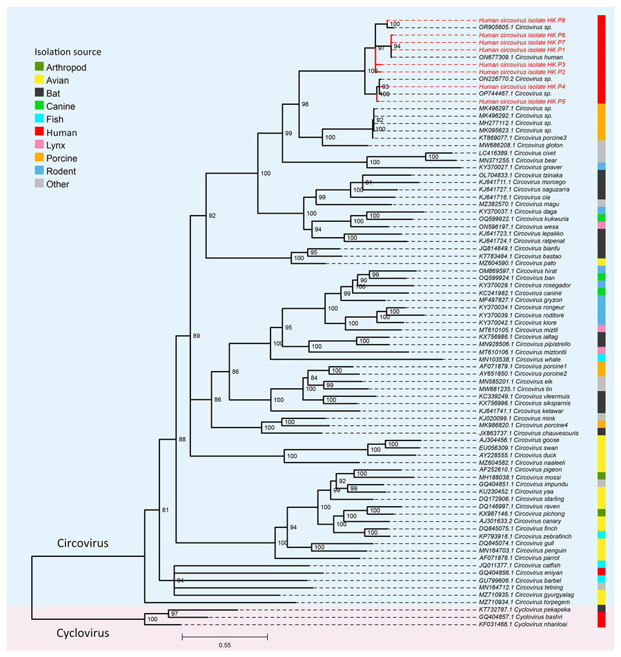 Phylogenetic tree of representative circoviruses and human circoviruses from study of human circovirus in patients with hepatitis, Hong Kong. Maximum-likelihood phylogenetic tree was inferred from a multiple sequence alignment of complete representative Circovirus genomes and a mixture of full-length and partial genome sequences from this study (red text) using IQ-TREE (16). Three representative species of Cyclovirus were used as an outgroup for rooting the tree. Branch supports were assessed using the Shimodaira-Hasegawa–like approximate likelihood ratio test with 10,000 bootstrap replicates. Branches with <80% support were collapsed. Scale bar indicates nucleotide substitutions per site.